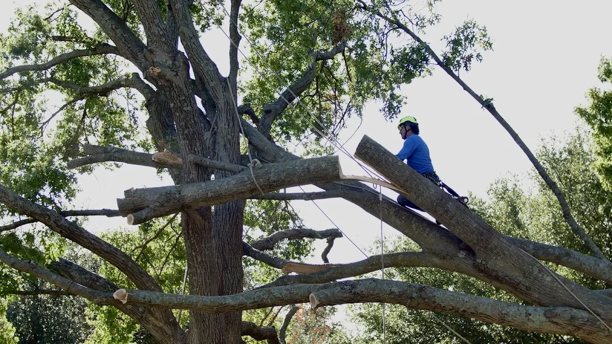 Professional Hazardous Tree Removal performed by certified arborists in Garwin